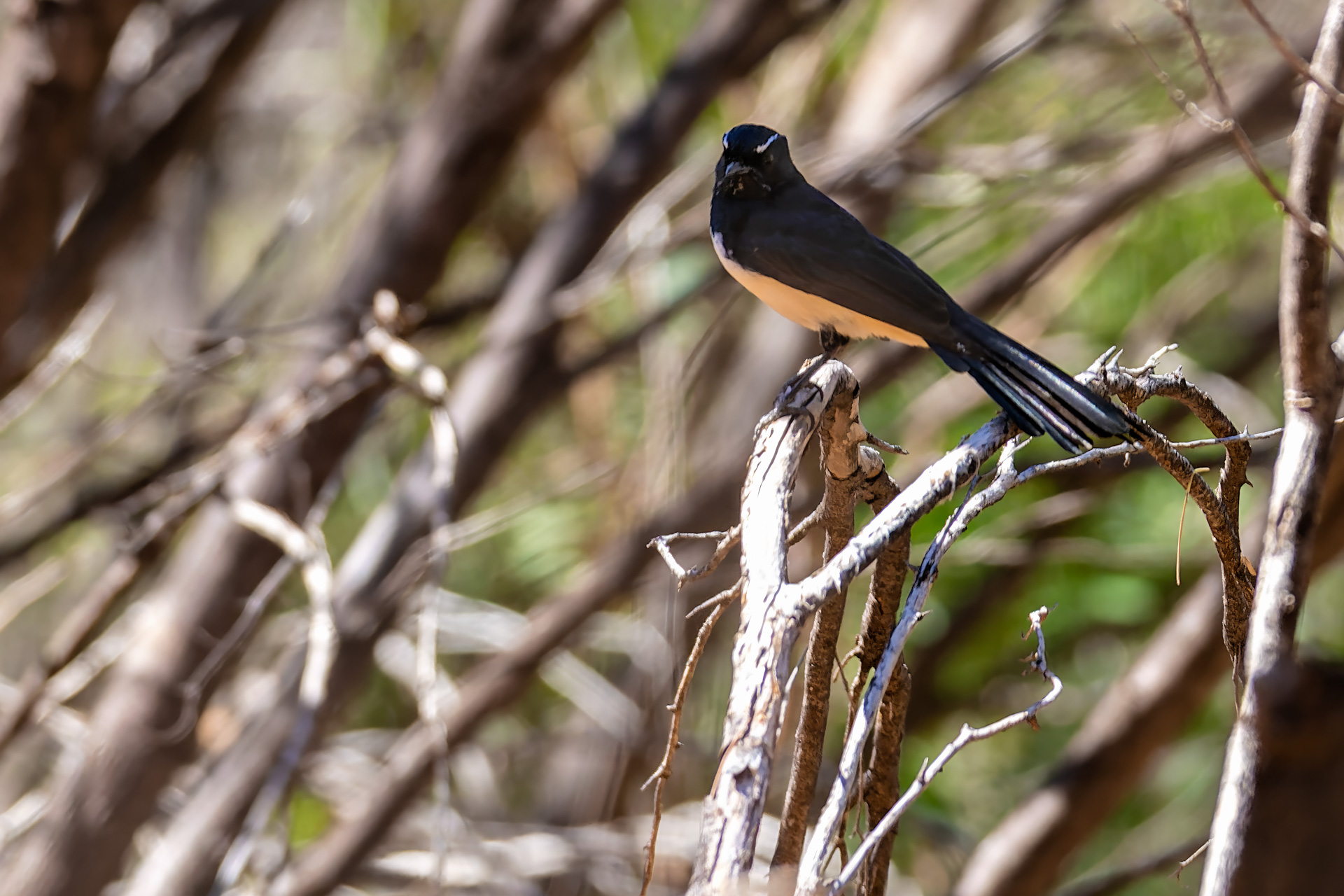 Orniston Gorge - Gartenfächerschwanz